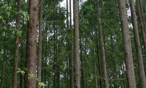 APP receives SVLK timber legality certification for ninth mill