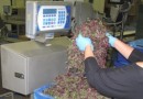 Herb producer Westlands cuts product waste with Marco install