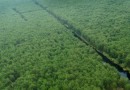 APP suspends natural forest clearance in Indonesia