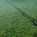 APP suspends natural forest clearance in Indonesia