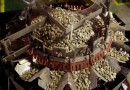 South African seed maker opts for Ishida kit