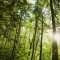 Greenpeace applauds APP commitment to halt natural forest clearance