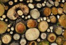 Calling time on illegal logging | Special report – EU timber regulations
